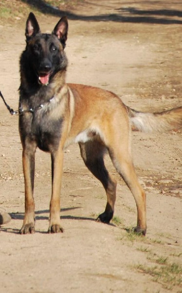 Ceylan du domaine de turnago villares