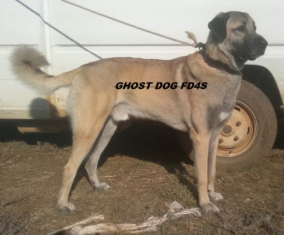 Ghost dog de la Forêt des Quatre Seigneurs