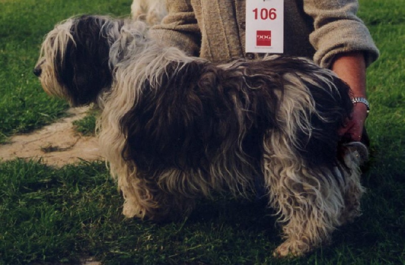 Gashka Des terres du berger