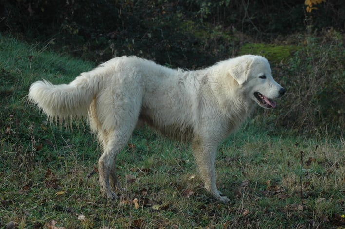 Publication : de Romatomé