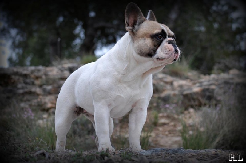 best bulldogirona Honduras