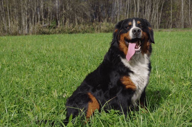 Gaufrette Du printemps des olivets