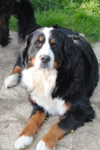 Publication : Du ruisseau de facegorras Auteur : AD