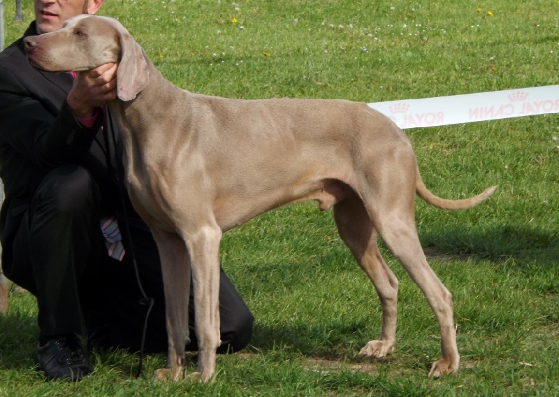 Edmund earl of lancaster von silberweiss jäger