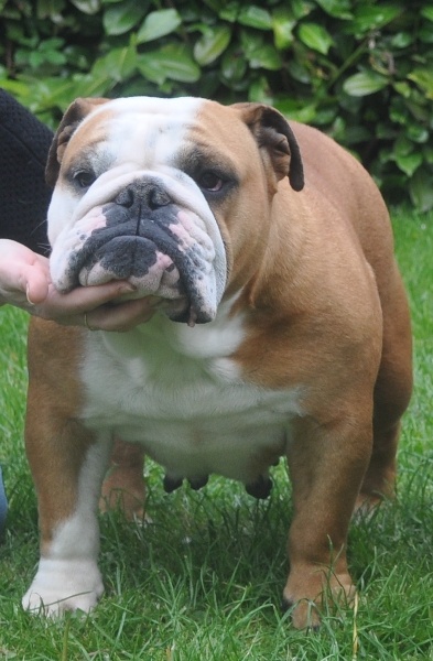 Impressive Bull In motion