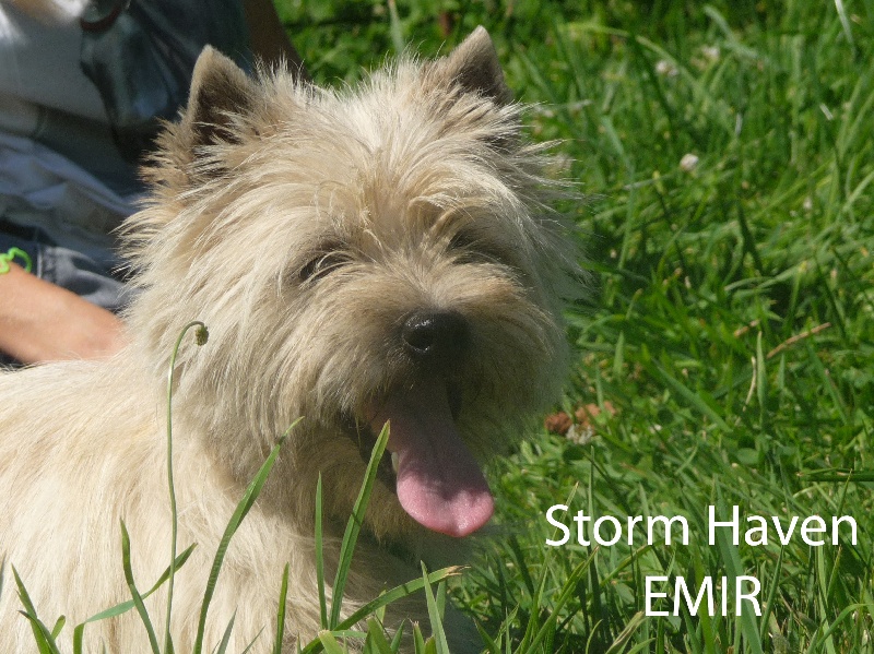 Storm haven Emir