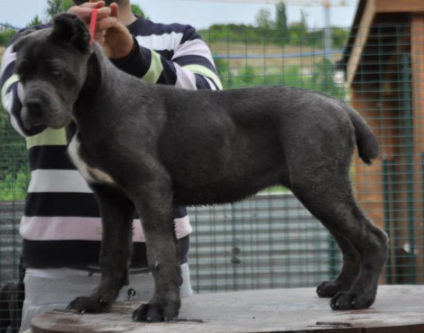 Publication : di Re Manfredi Auteur : re manfredi