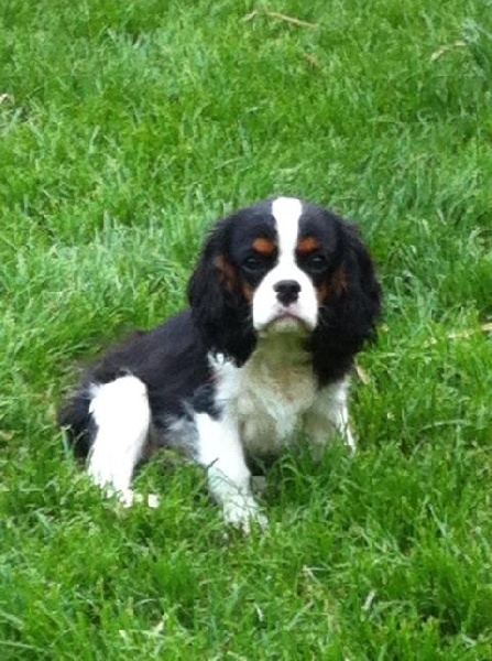 H'artist De Jereylle