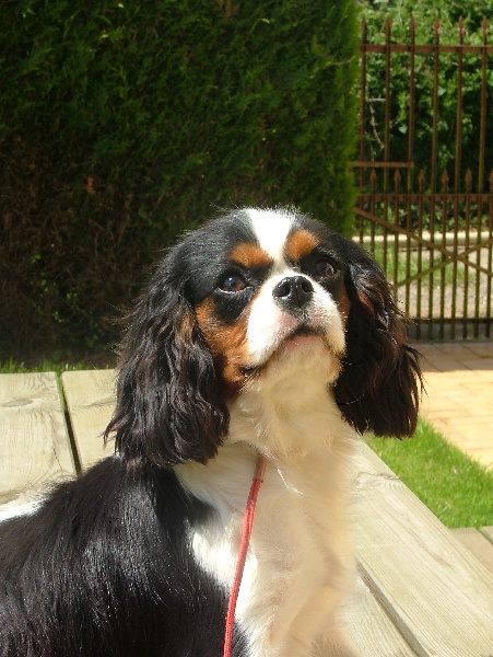 Publication : de l'Angelarde 