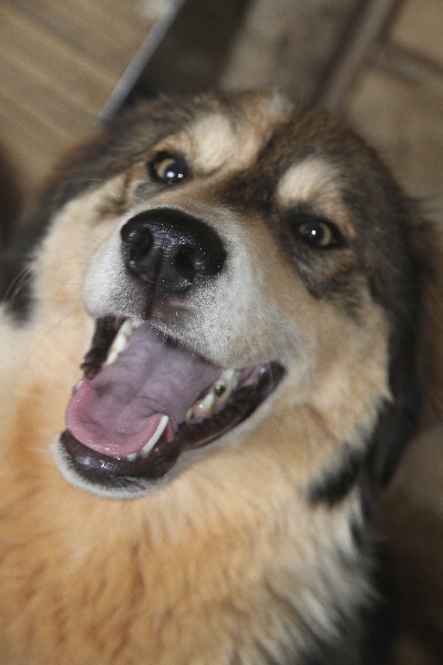 Publication : De Sadalbari 