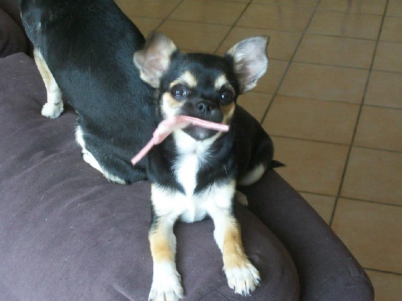 Publication : Des Chihuahuas De L'Itzà