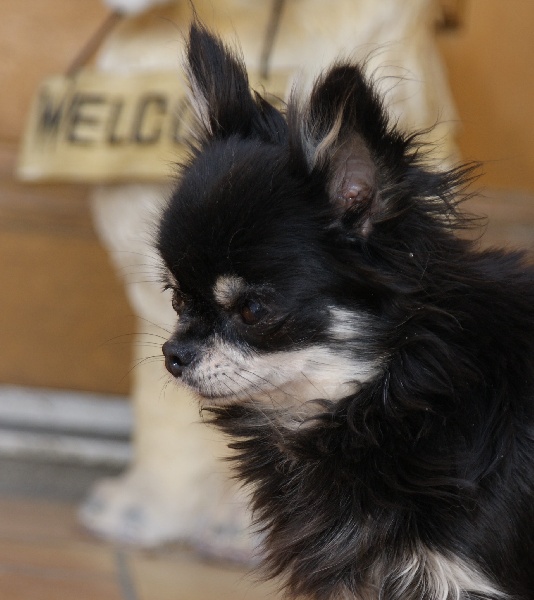 Publication : du royaume des bouts de chou