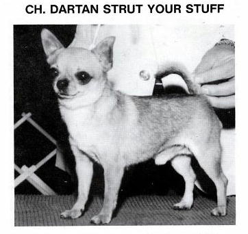 CH. dartan Strut your stuff