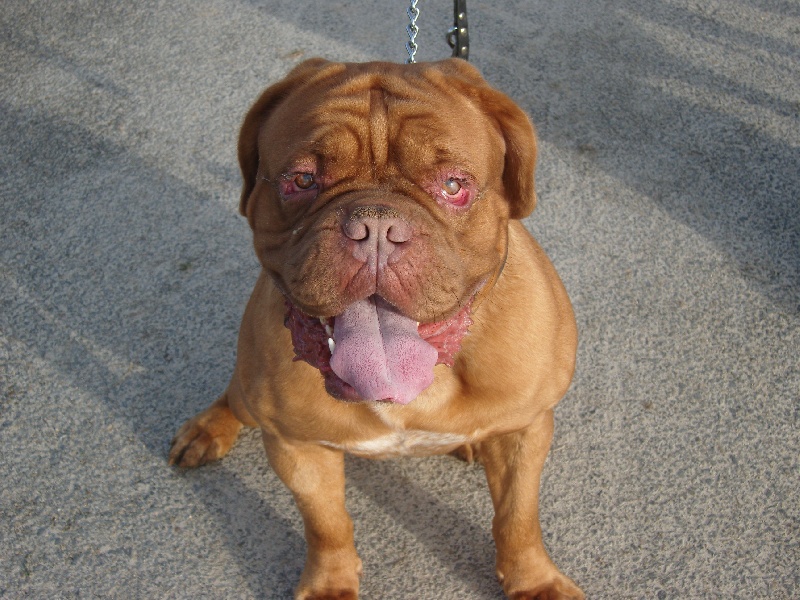 Publication : de Rophemel Auteur : BARBIER CAROLE