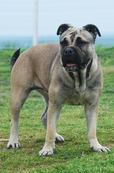 Publication : De L'esprit Du Budo Auteur : cedric grange 