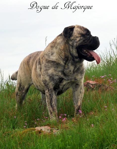 Guizmo (Sans Affixe)