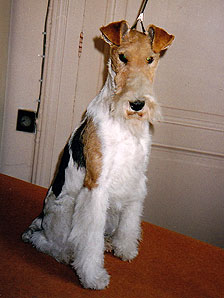 Orchidee Du clos du castellan