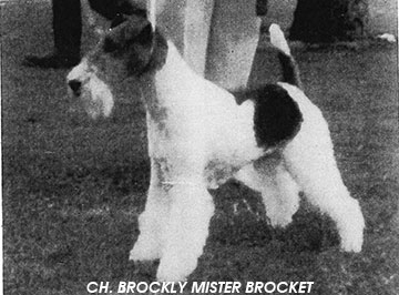 CH. Brockly Mister brocket