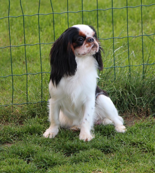 Publication : De La Brenssidy 