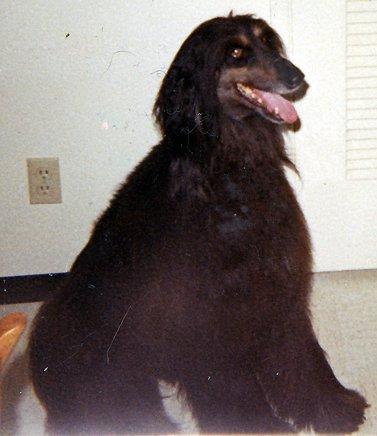 akaba's Brass n'soot of camri