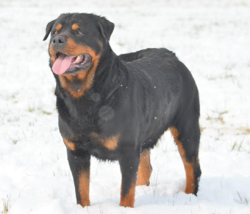 Chama du Clan des Bouviers de Rottweil