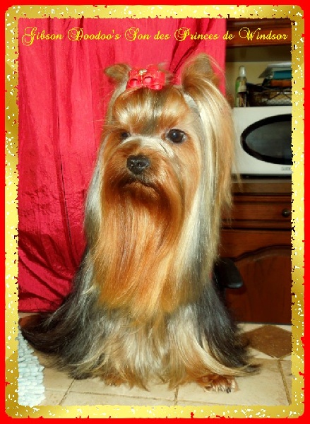 Auteur : LES PRINCES DE WINDSOR