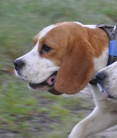 Étalon Beagle - Gari du Puy Brandet