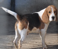 Étalon Beagle - Gazoil du Puy Brandet