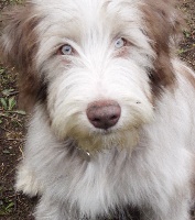 Étalon Bearded Collie - Hipope du Cloitre d'Awen