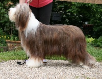 Étalon Bearded Collie - Especially For You Ello kitty