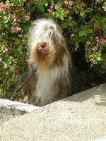 Étalon Bearded Collie - Necessity Azzaro