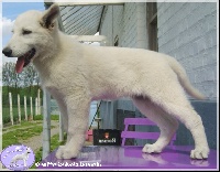 Étalon Berger Blanc Suisse - Musketeer mitch Witte Duivels Domein