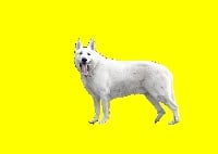 Étalon Berger Blanc Suisse - Fricco biala pasja