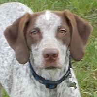 Étalon Braque du Bourbonnais - CH. Gitane de la Croix d'Angouleme