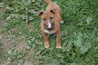 Étalon Bull Terrier - In love des Terres des Forges