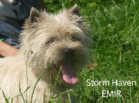Étalon Cairn Terrier - Storm haven Emir
