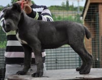 Étalon Cane Corso - Donia di castrignano (Sans Affixe)