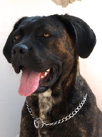 Étalon Cane Corso - Emia della nevaia