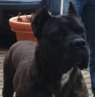 Étalon Cane Corso - Don iannis (Sans Affixe)