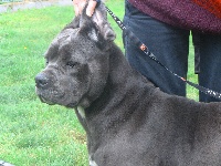 Étalon Cane Corso - Gabriella de la foret de Blis