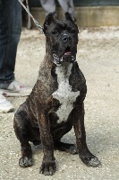 Étalon Cane Corso - Velasco della nevaia