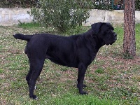 Étalon Cane Corso - Maya della nevaia