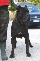 Étalon Cane Corso - Ariposto (Sans Affixe)