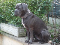 Étalon Cane Corso - G'attila du clos d'Attila