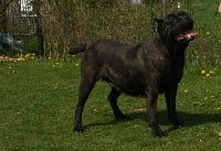 Étalon Cane Corso - Zizella di castrignano (Sans Affixe)