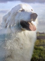 Étalon Chien de Montagne des Pyrenees - Falbala Des Brumes de la Comtée