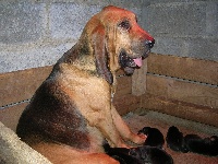 Étalon Chien de Saint-Hubert - Folie des limiers de l'Adour