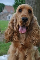 Étalon Cocker Spaniel Anglais - Georgia du Bois d'Achelles