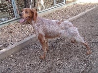 Étalon Epagneul Breton - Clim Des pigenettes