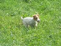 Étalon Fox Terrier Poil Dur - Flora Du Clos De L'utopie
